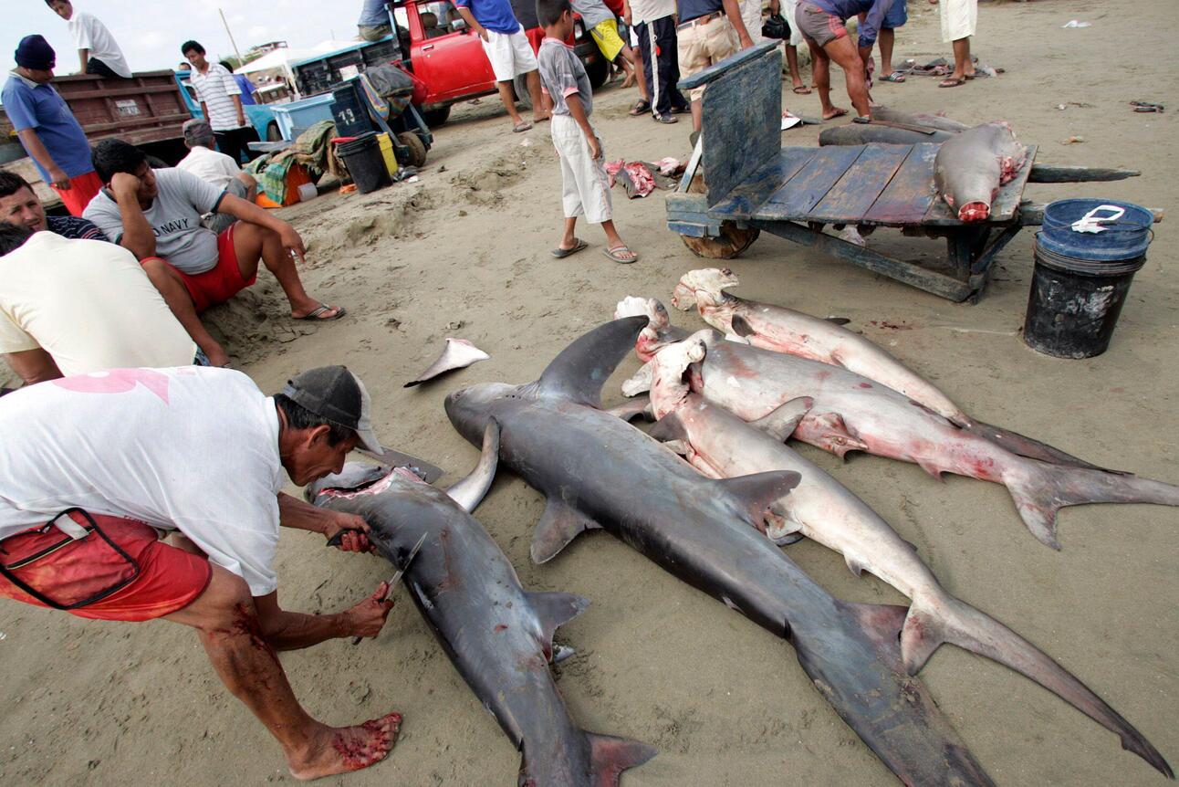 Unknowingly, Brazilians are big consumers of shark meat. That is a problem