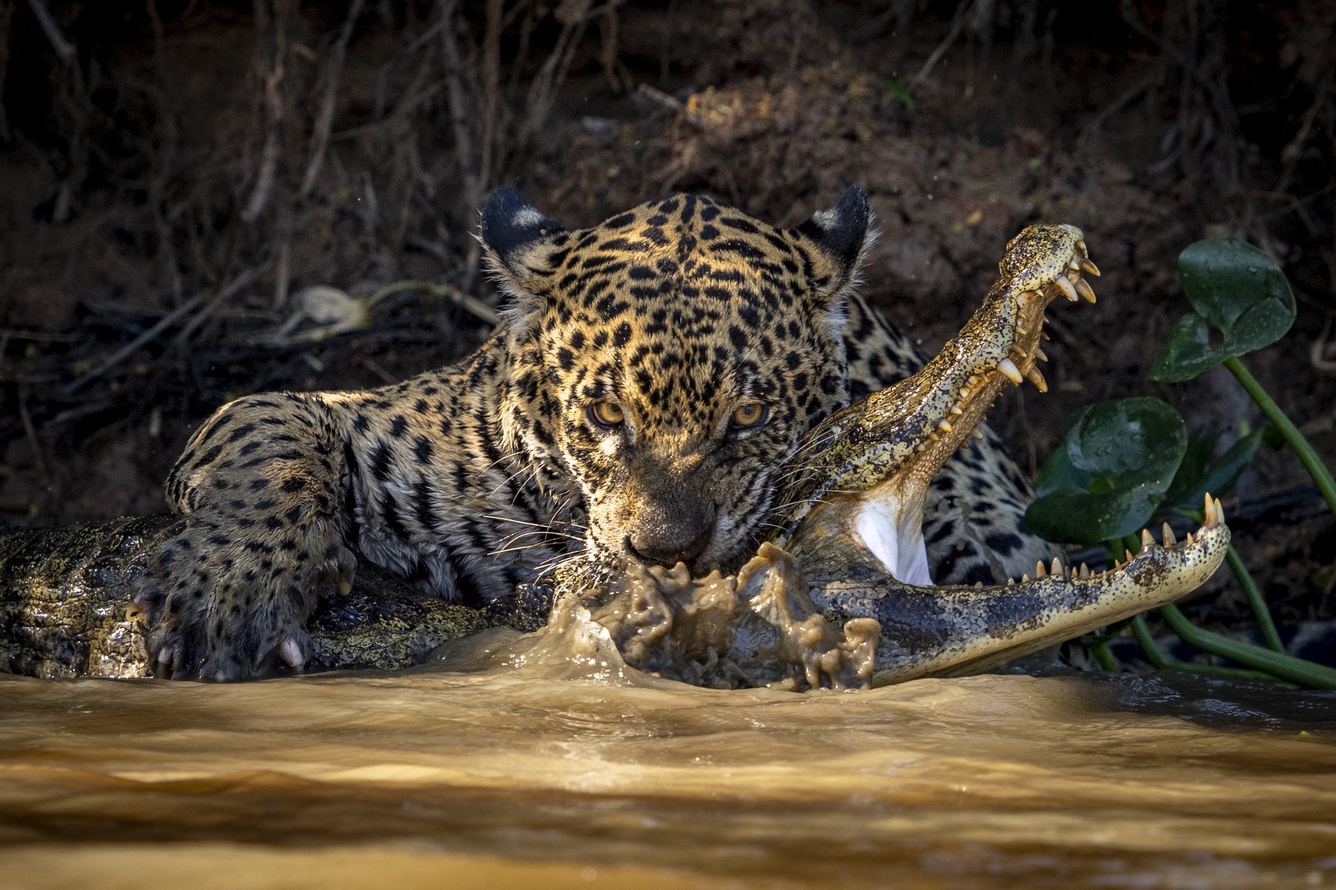 Incredible Images Show A Jaguar Killing a Caiman