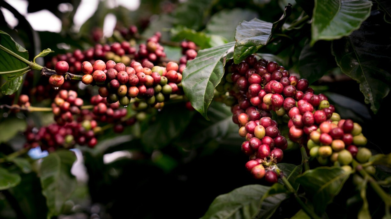 Coffee Market Update - February 2025