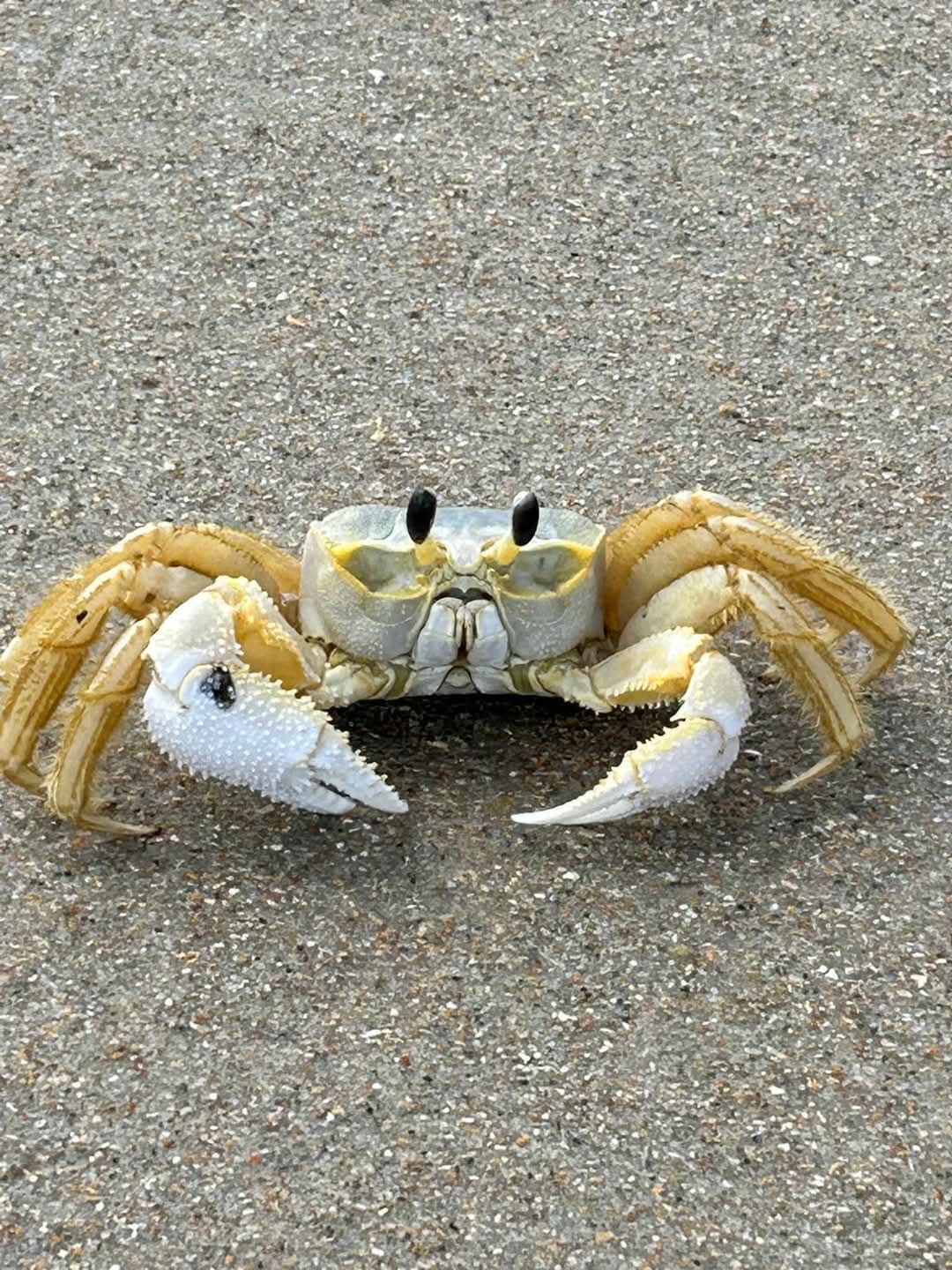 🏖️Myrtle Beach happenings and events week of 11/2/2025