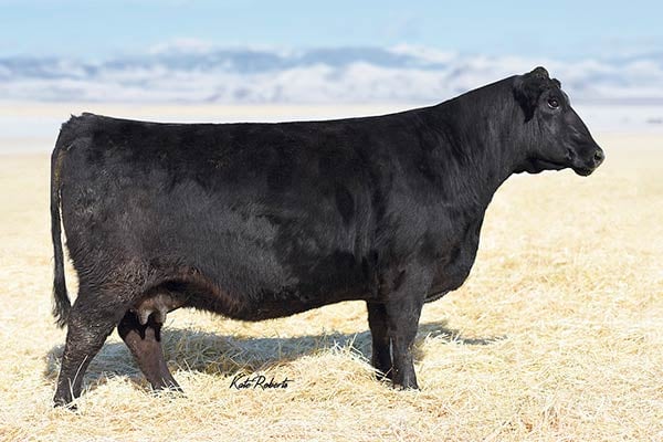 HA Blackcap Lady 1602