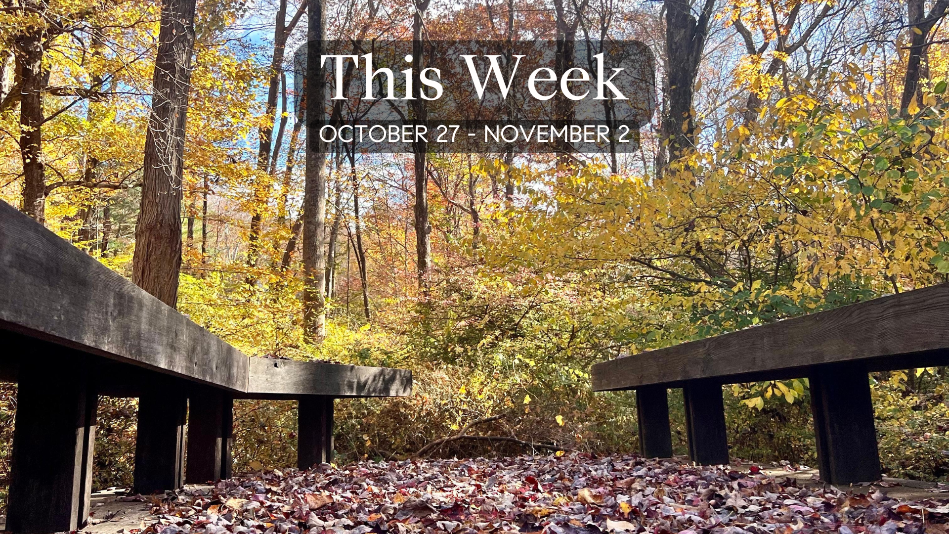 Momentum Returns: NYC Defies the “Wealth Flight” Myth