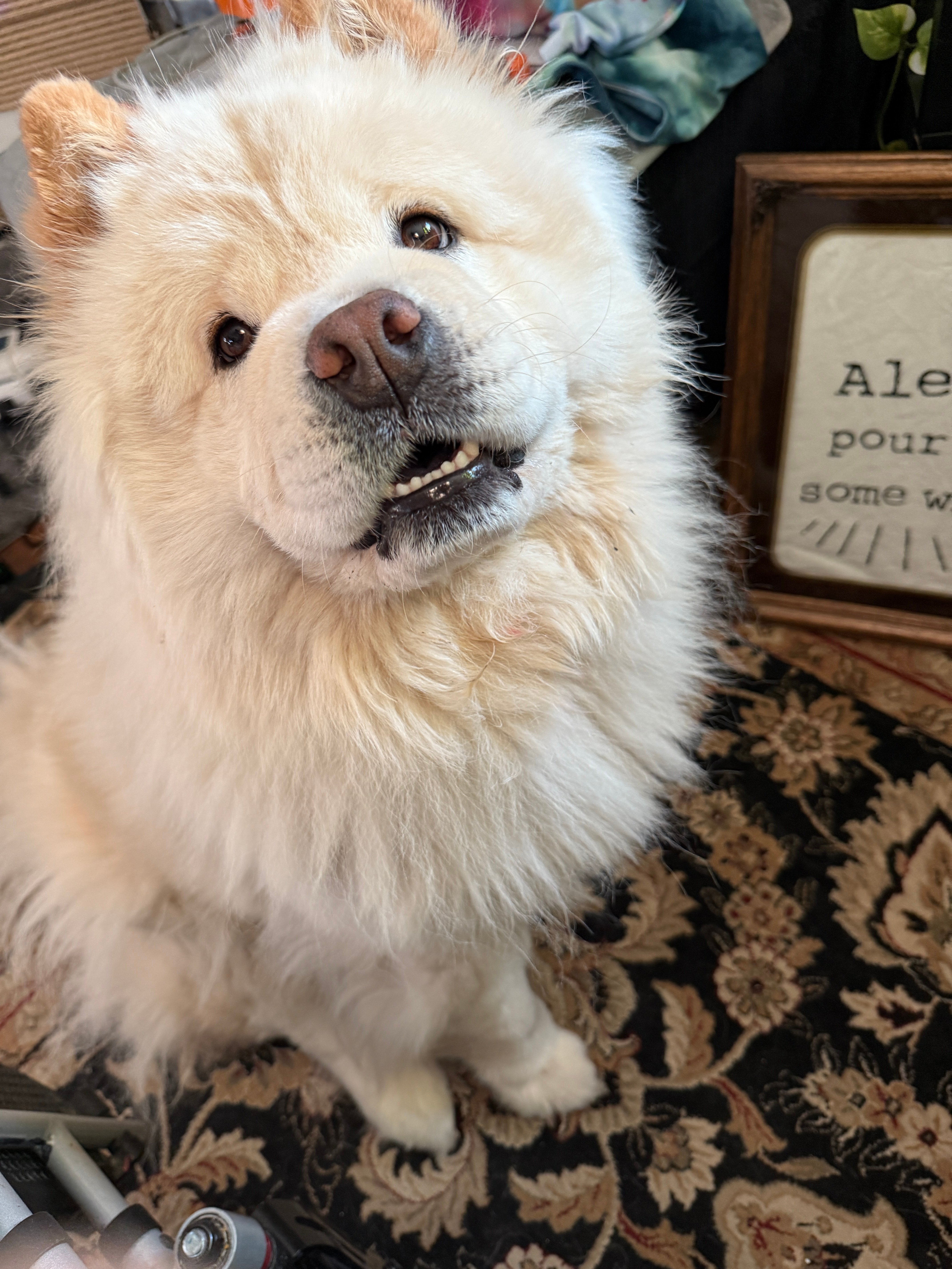 🐶❤️🐶 Why do dogs have wet noses? 🐶❤️🐶 