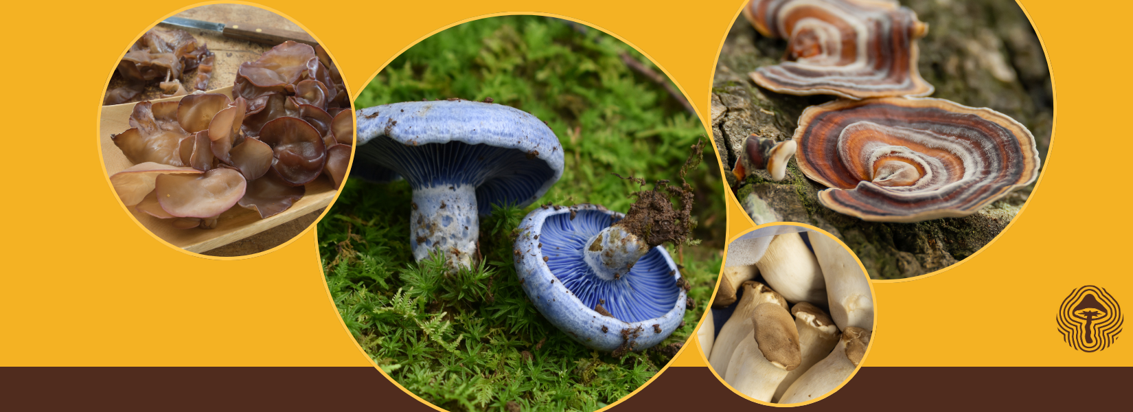 💊 Trip-Free Psychedelics, Morels vs. Toxins, and Immune Boosts