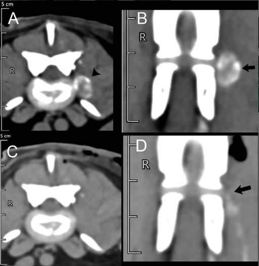 When Prevention Backfires: Nerve Root Compression After Prophylactic Disc Fenestration in a Dog