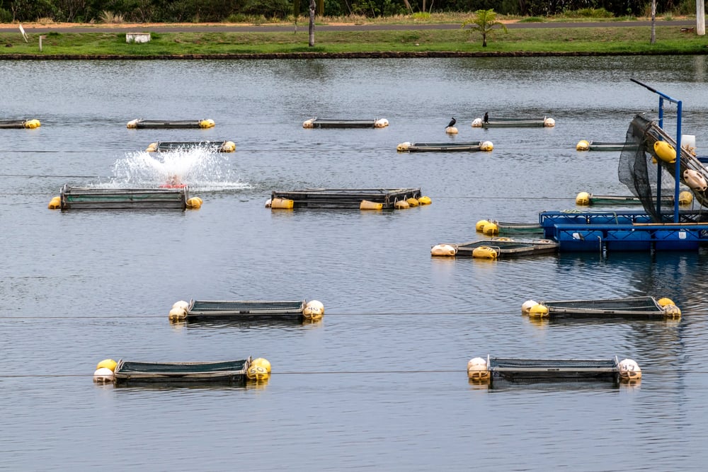 Tilapia: the most Brazilian of foreign fish species