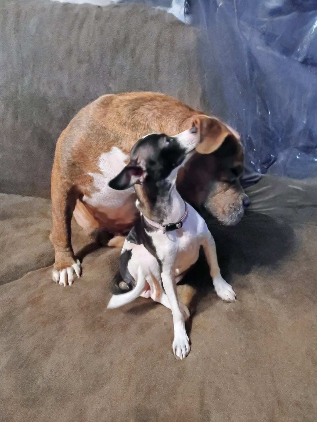 🐶❤️🐶 Dog Reunited After Two Years, Many States Away From Home 🐶❤️🐶 