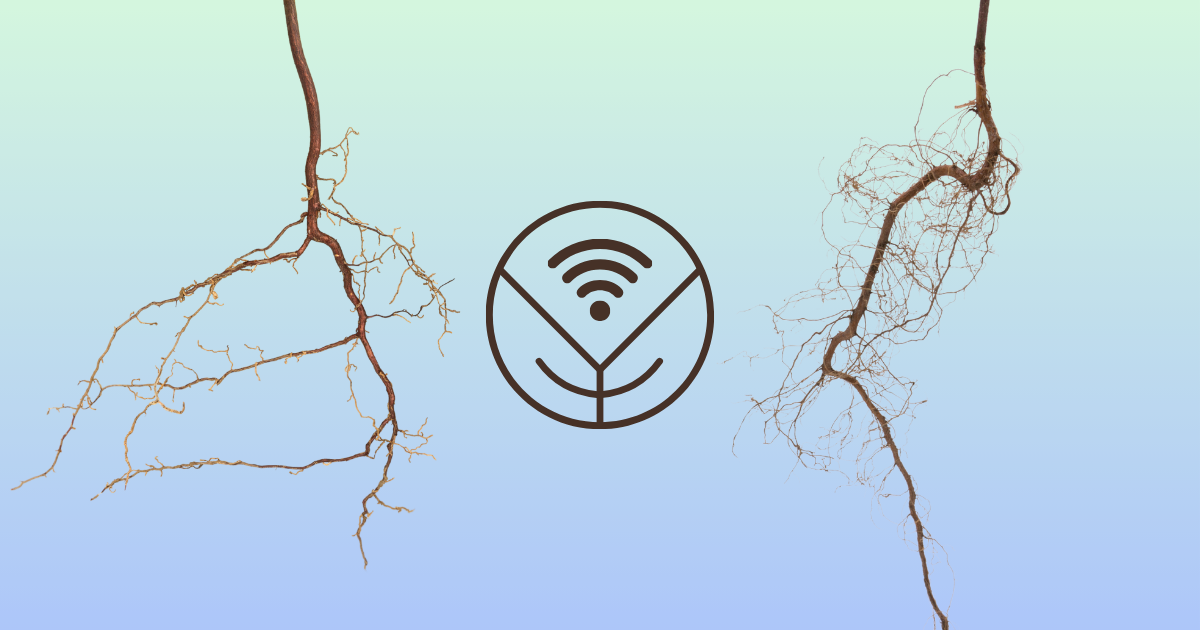 INTRODUCING: Taproot Media