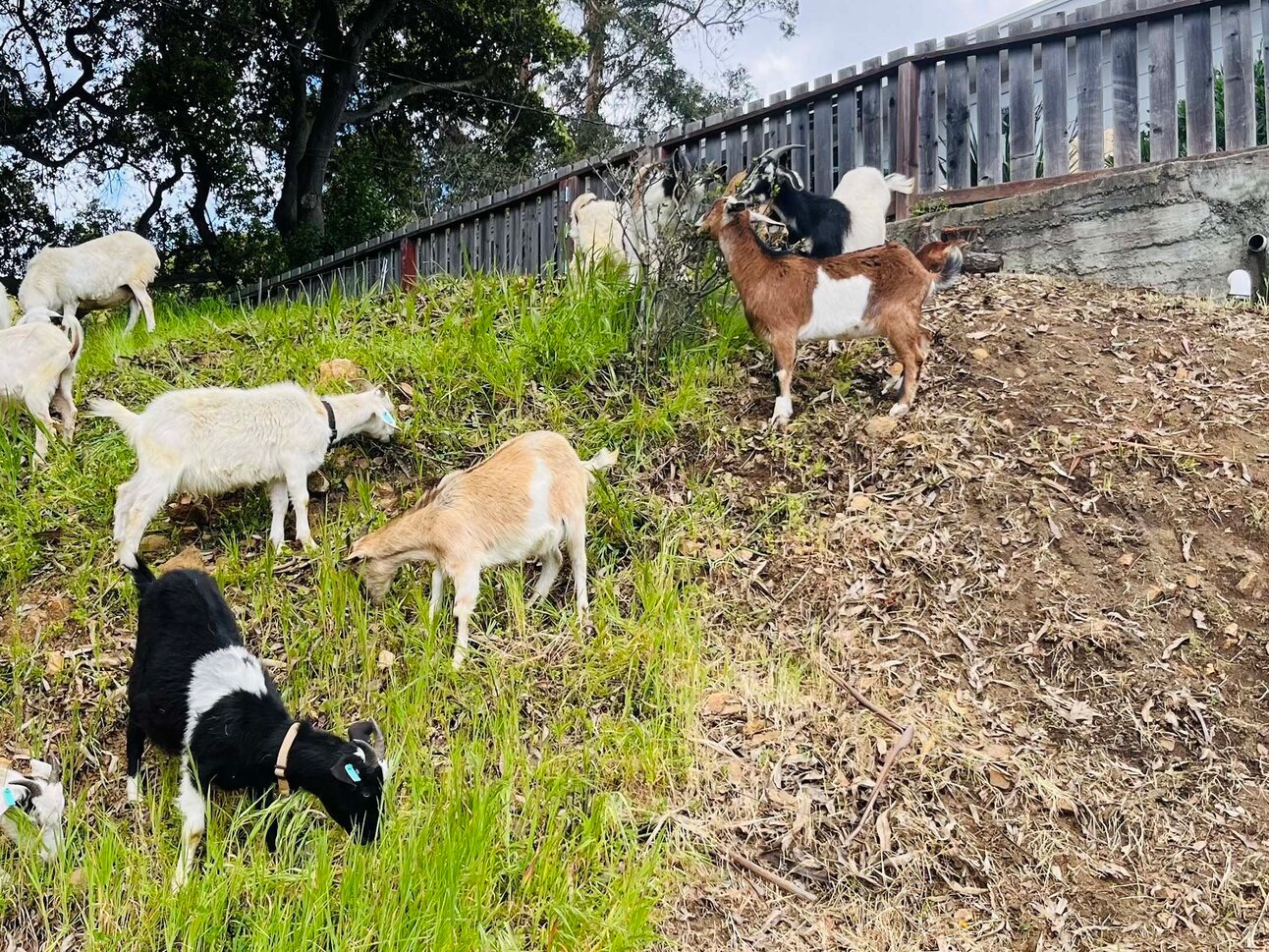 How 32 Goats Saved East Bay Homes from Fire