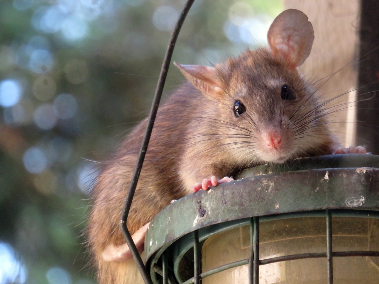 This Popular San Francisco Playground is Crawling with Rats
