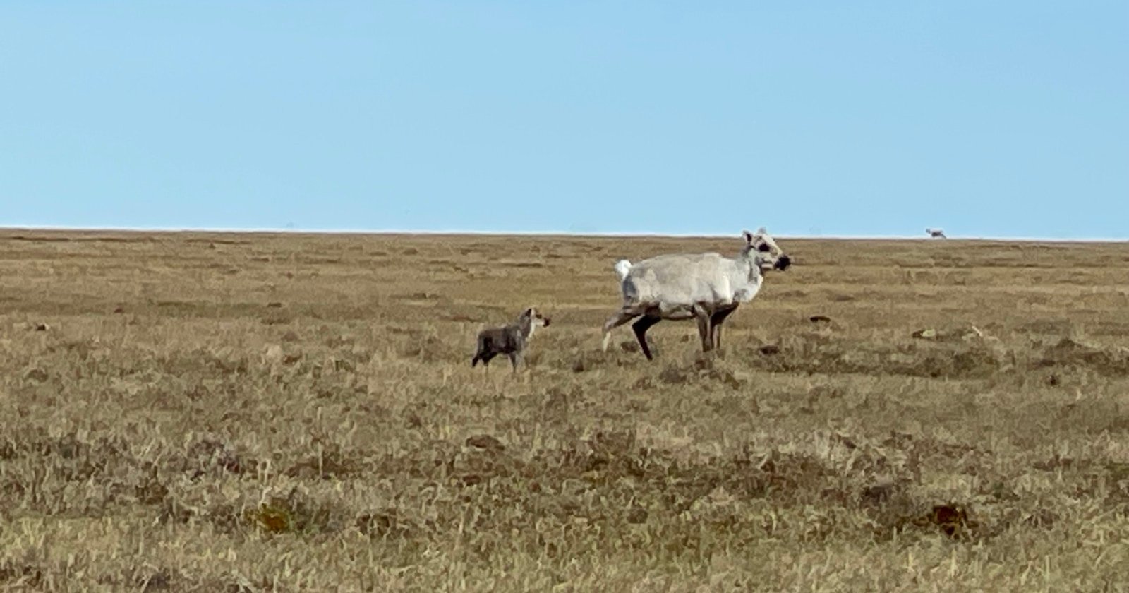 STOP THE SALE: Say NO! to Arctic Oil