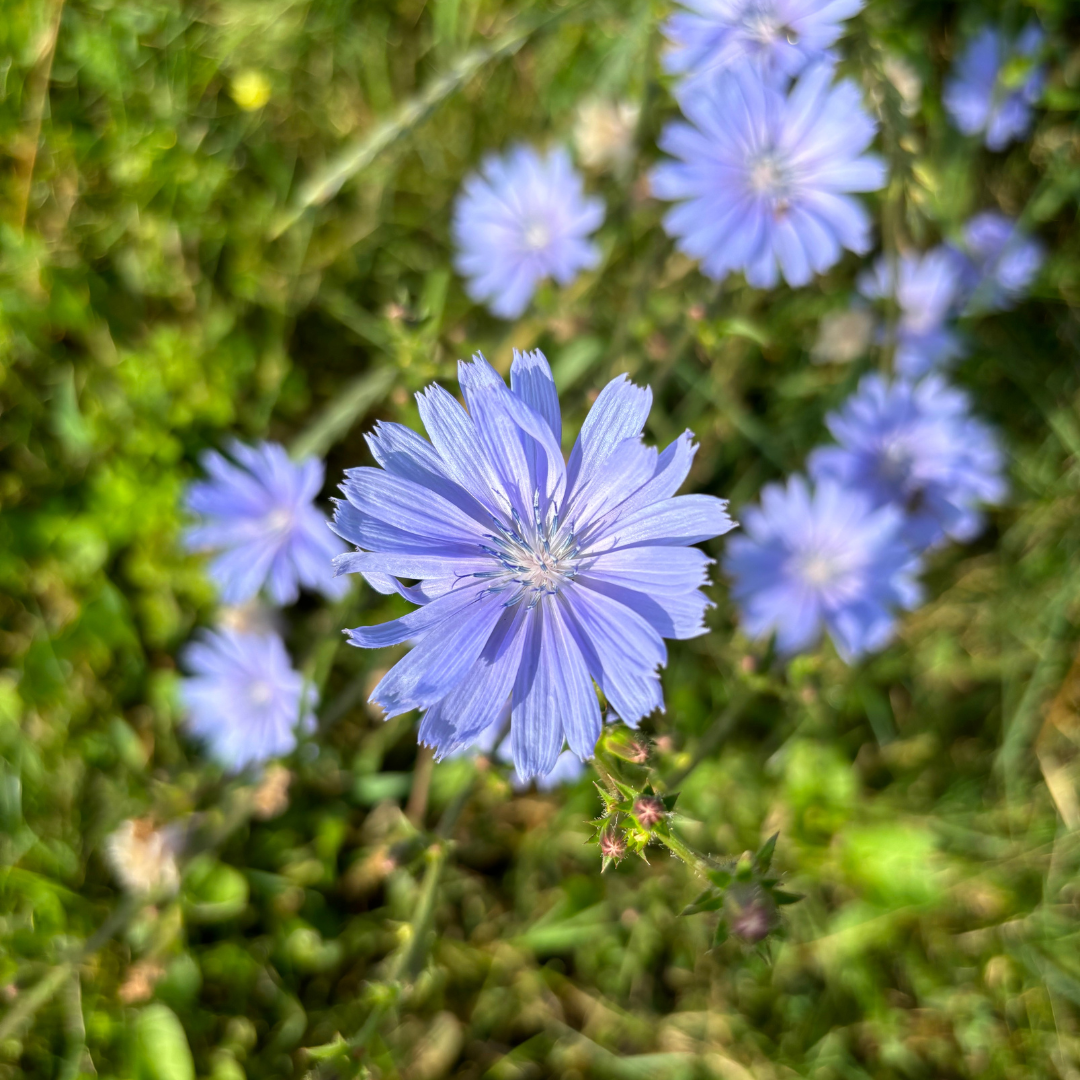 5 tips on how to embody the energy of Venus in Leo ❤️‍🔥