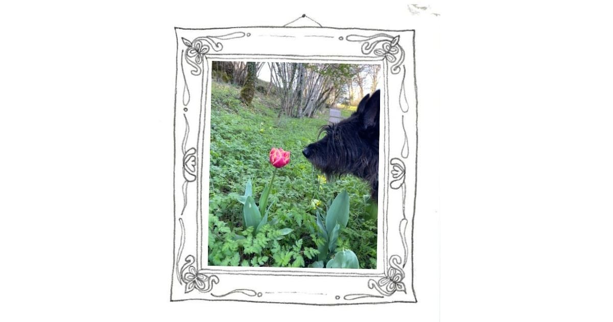 Bats, books & brocantes