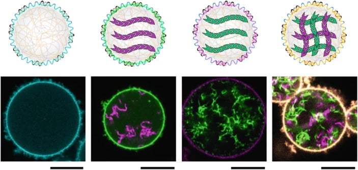 Synthetic DNA Cells: Synthetic Cytoskeleton Engineering!