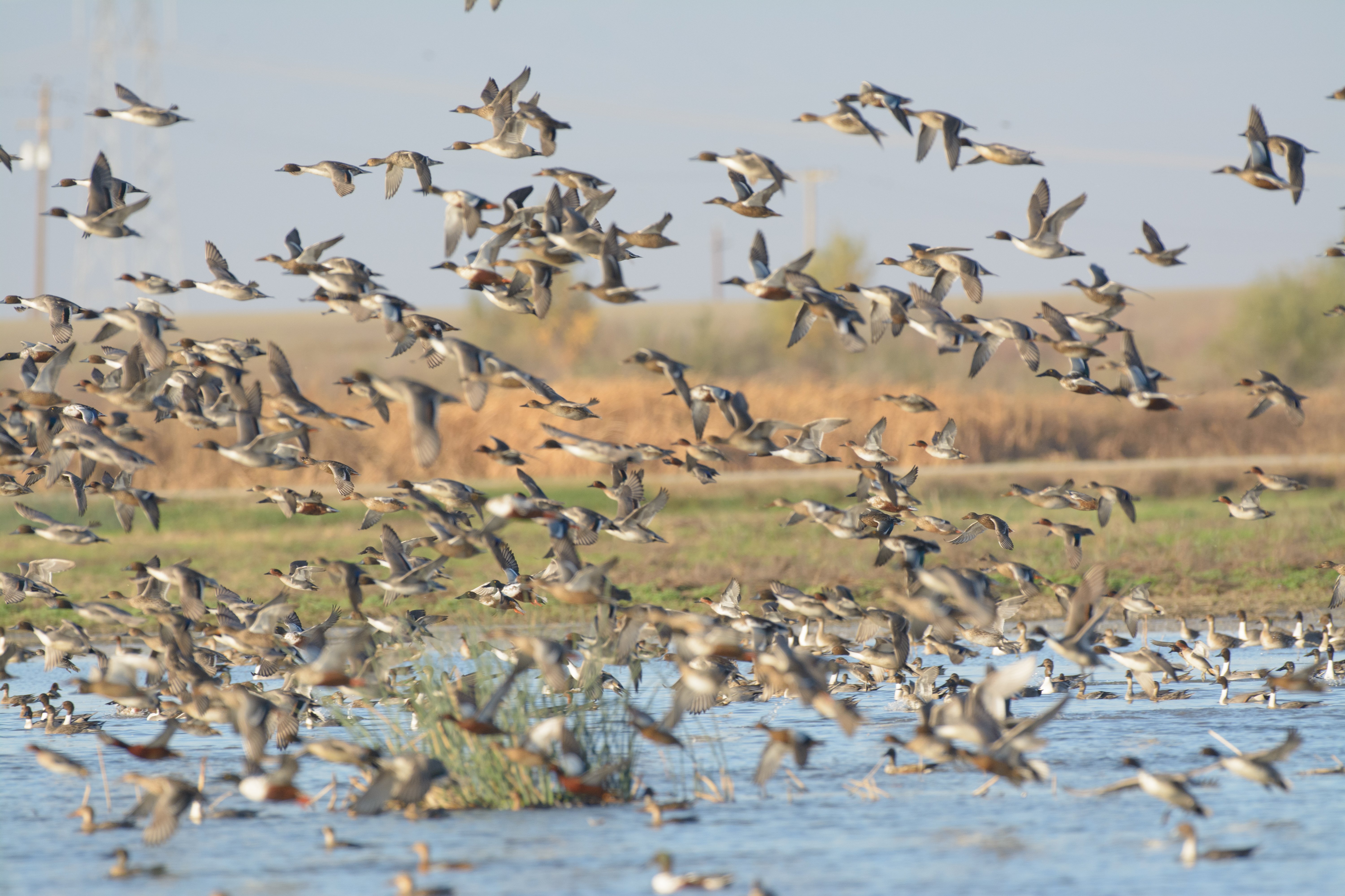 The Rabbit Hole: The Most Important Conservation Act You’ve Never Heard Of