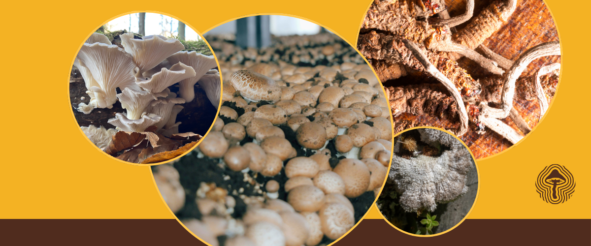 🫁 Lung Cancer Breakthrough, PCOS Mushroom Chewables, and Fast Psilocybin Relief