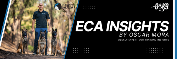 The 3 Words That Make Recall Training 10x Easier