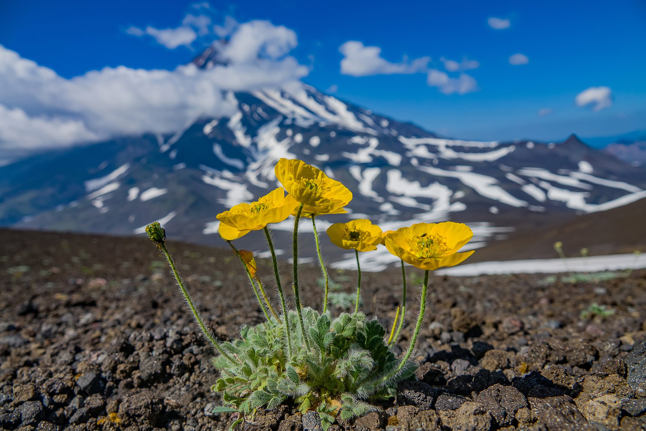 Arctic poppy (Oreomecon radicata)