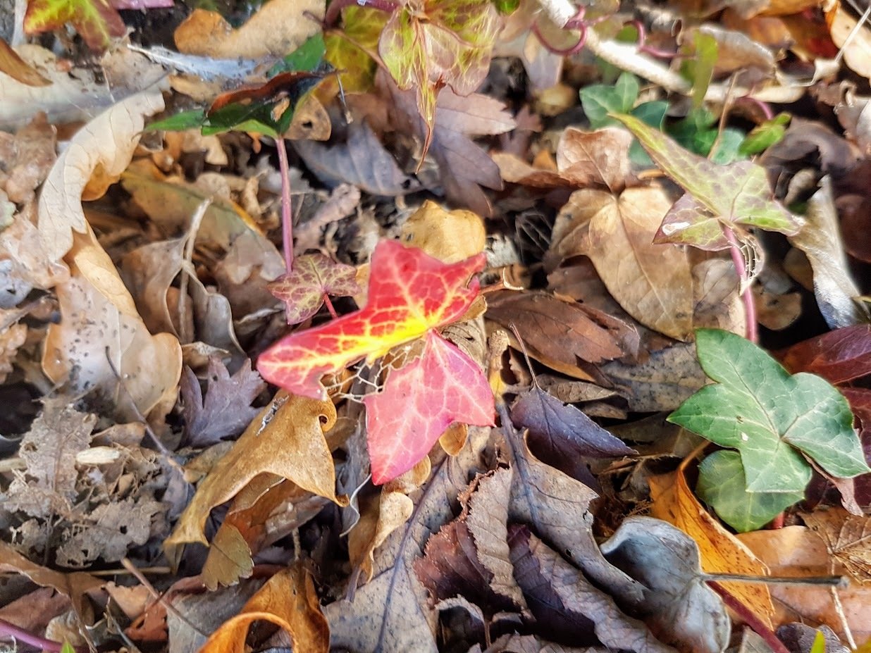 Gentle Decline 2/41: Community & Consistency