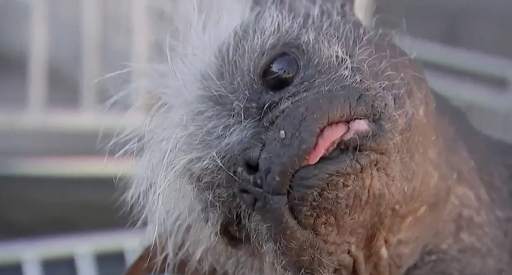 ‘World’s Ugliest Dog’ Crowned in Petaluma