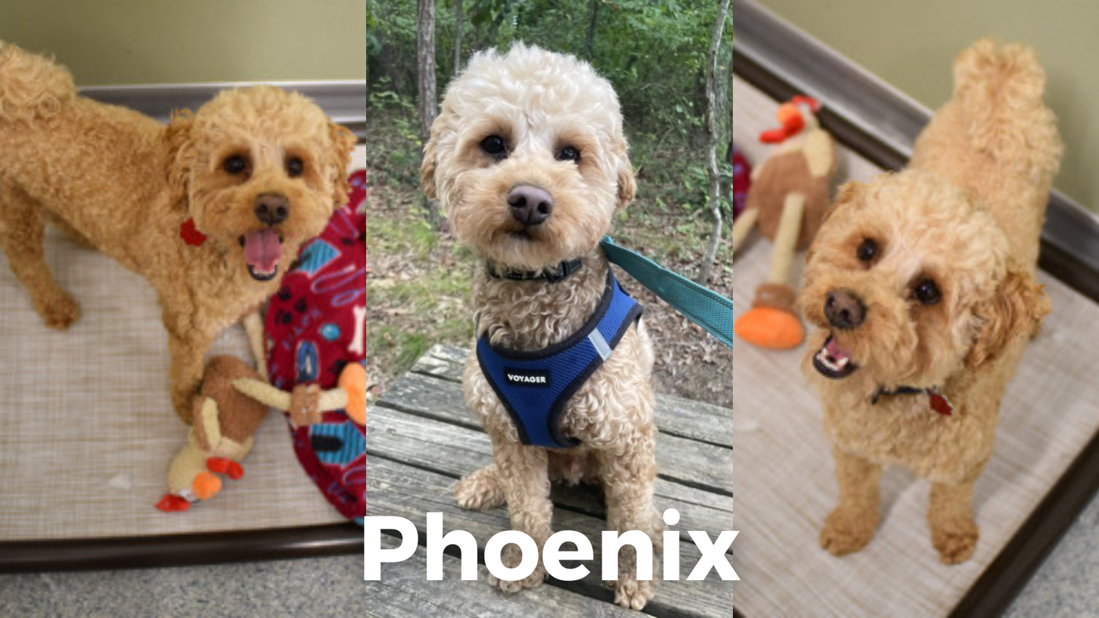 🍦Time to make your New Year’s plans 🎆