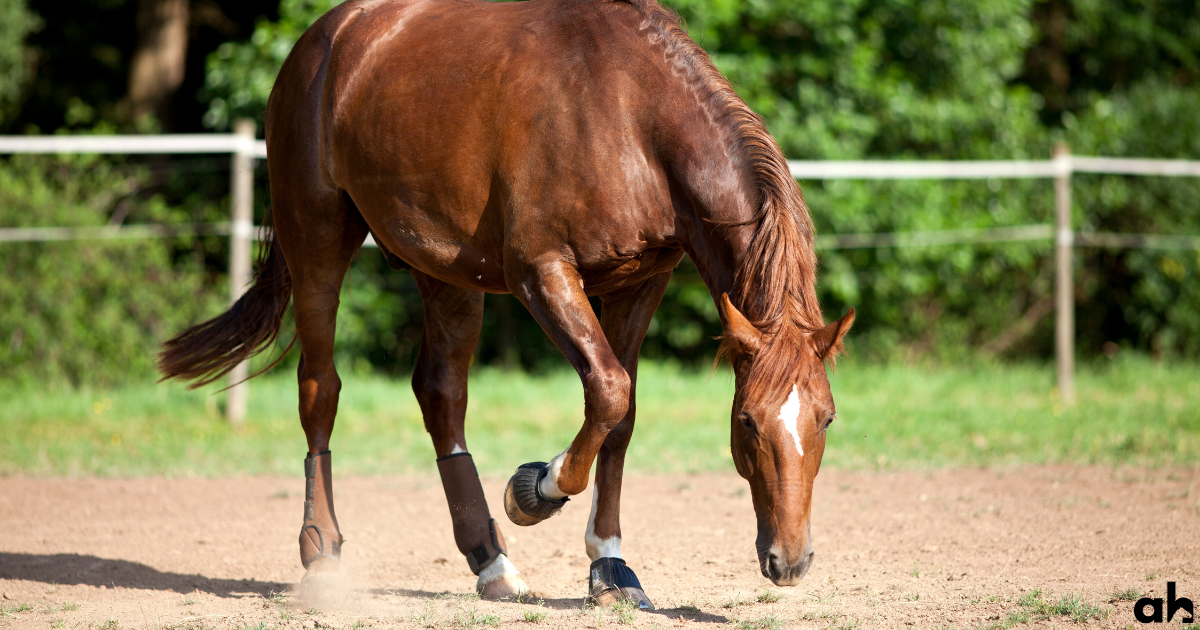 Why Do Horses Paw The Ground: 7 Common Reasons & How To Stop It