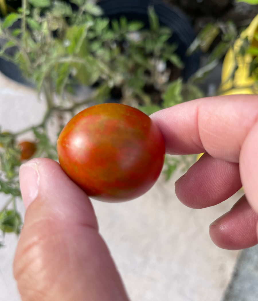 Growing tomatoes in the Hawaiian garden