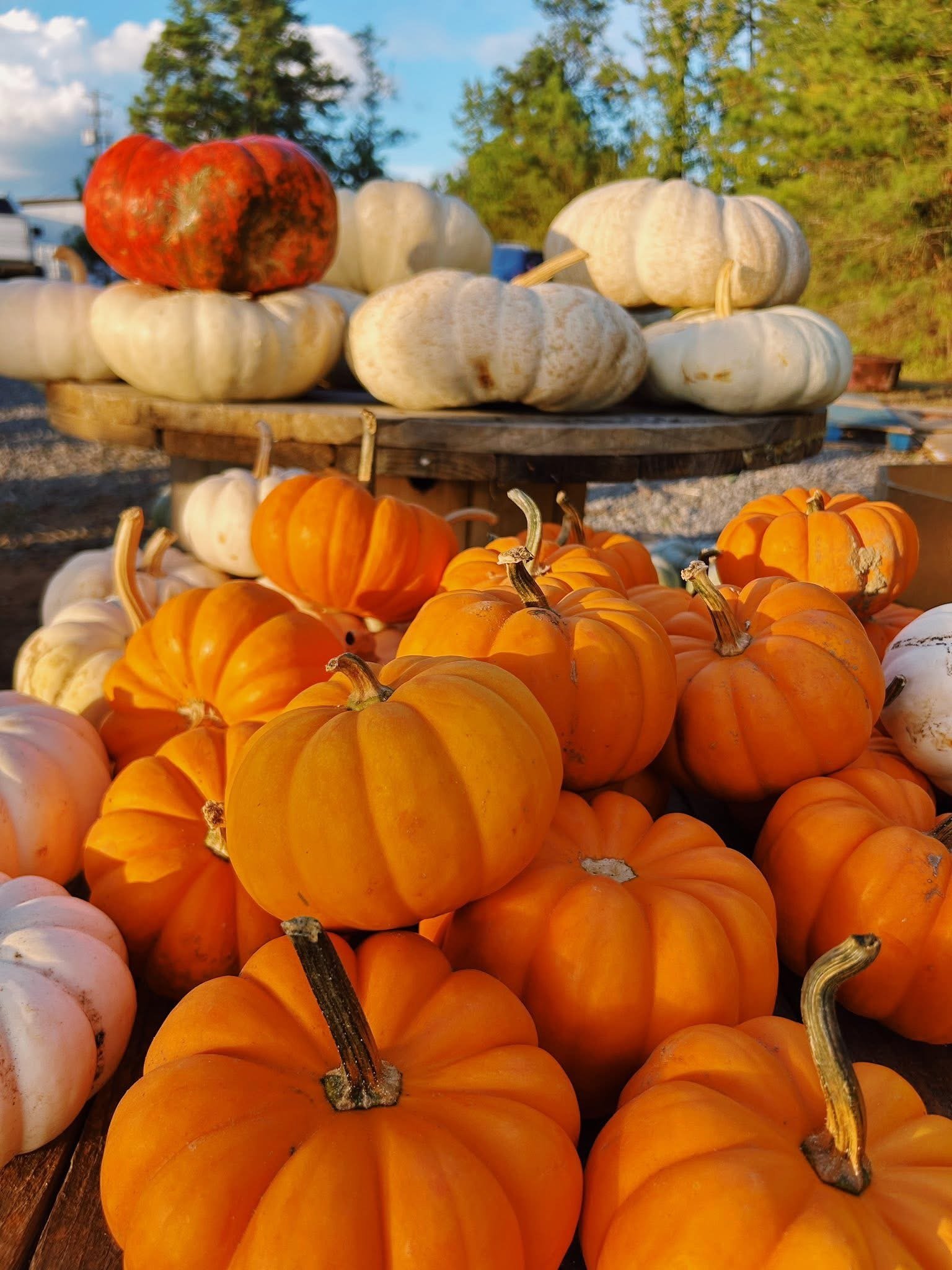 GIVE THANKS WITH MARKET43!