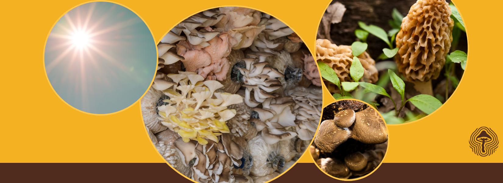 Vitamin D Boosts, Drug-Resistant Cancer Wins, and Better Morel Flavor