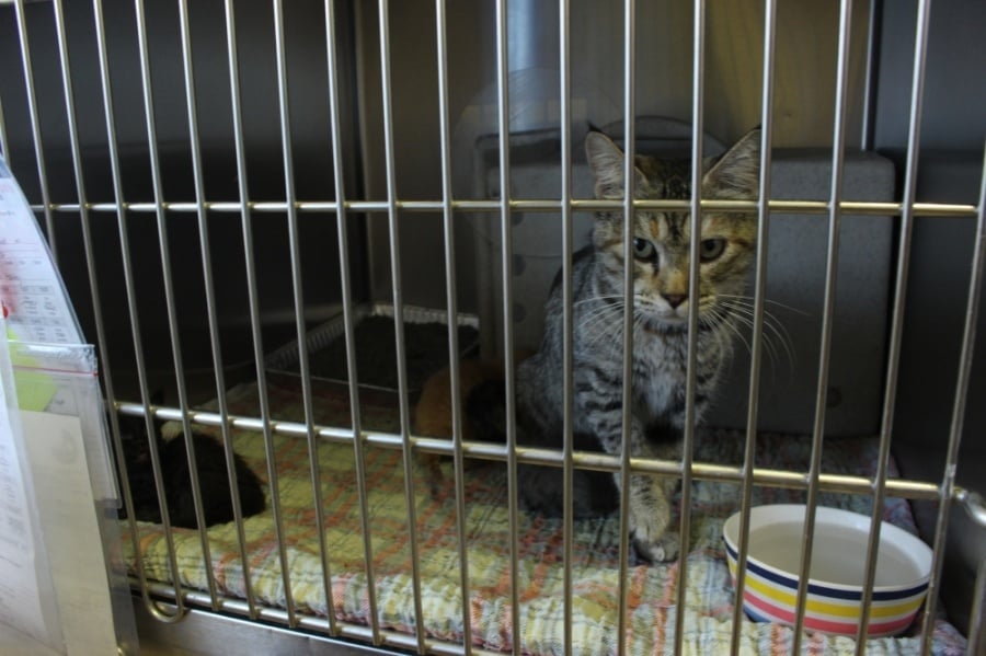 DTX-MCK: Impact 12/11/2025