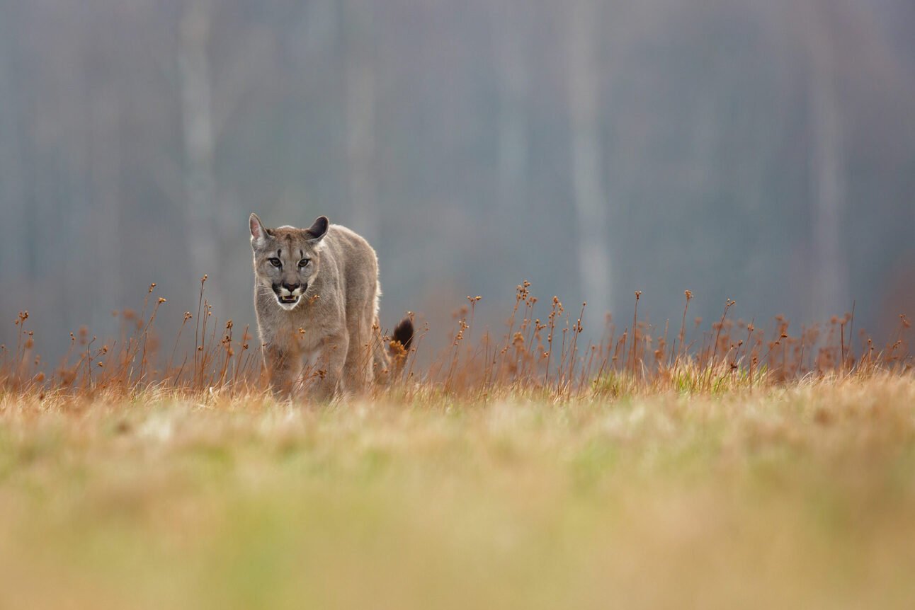 Woodside Says Entire City Is A Mountain Lion Sanctuary To Avoid Poor People