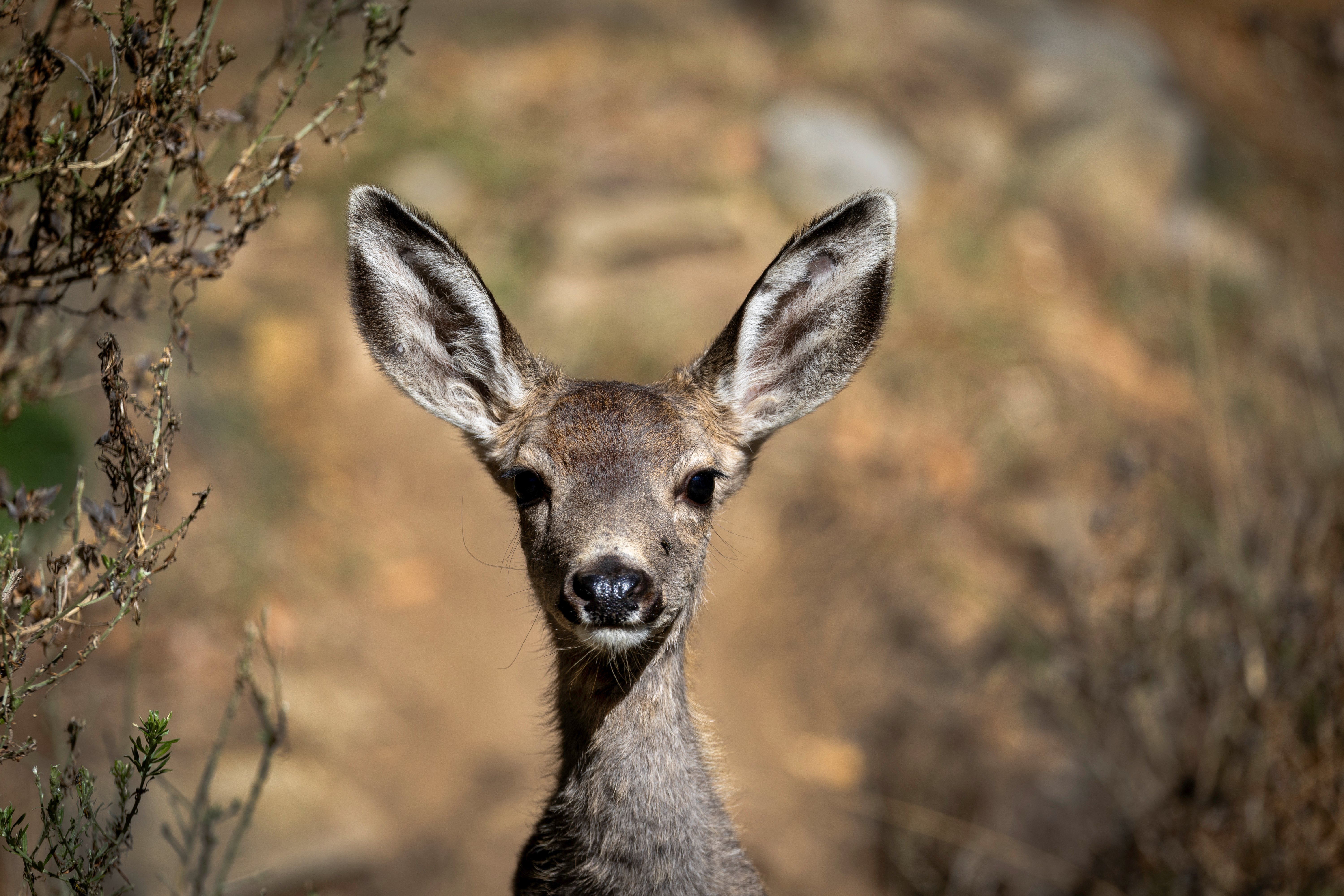 How biologists plan to kill 2,000 deer on Catalina
