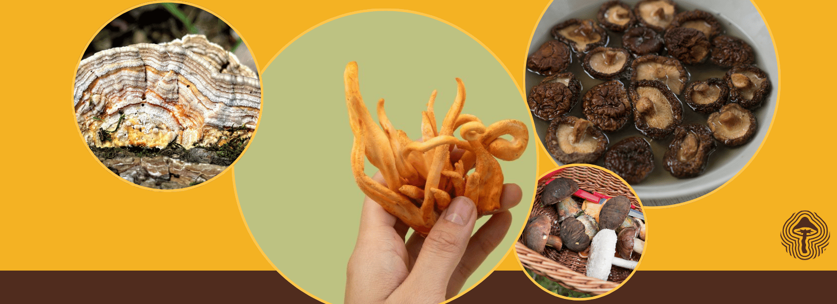 Shroom Scan #114: Colon cancer shutdown, 8M psilocybin users, and flame-chemical cleanup