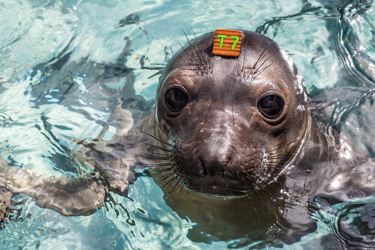 Saving Sea Creatures On The California Coast: The Marine Mammal Center