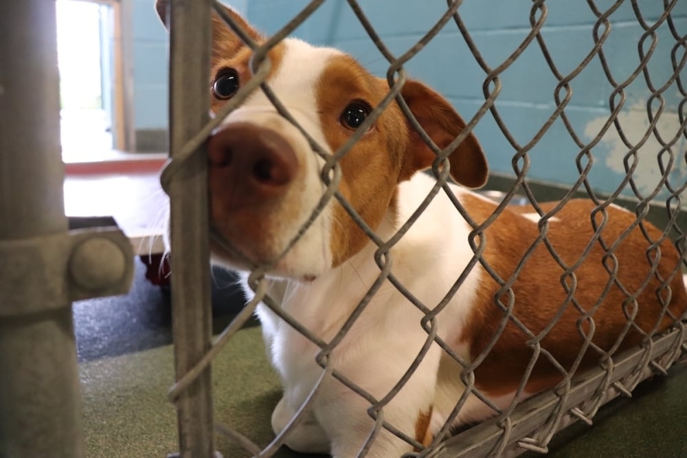 SATX-NEM: Impact 2/27/2026