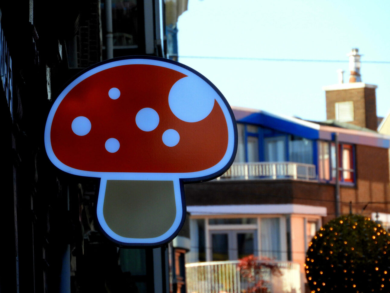 How to Win ‘The Game of Shrooms’ All Over the Bay