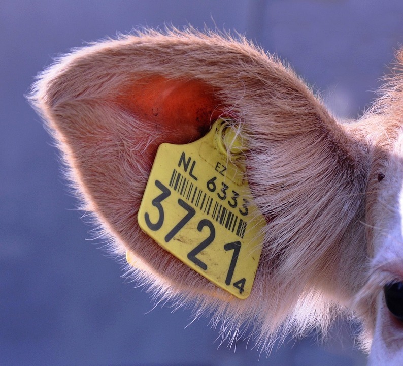 Where’s Your Herd? GPS Eartags Are Changing the Game