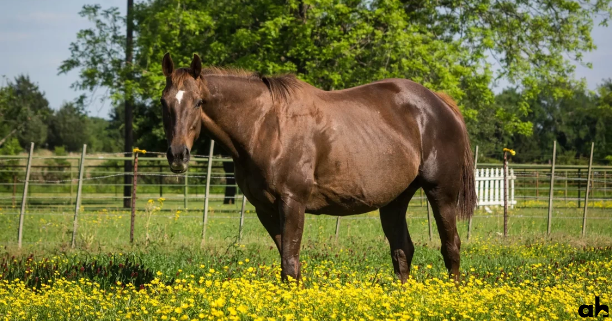 How Long Are Horses Pregnant? Horse Gestation Explained...