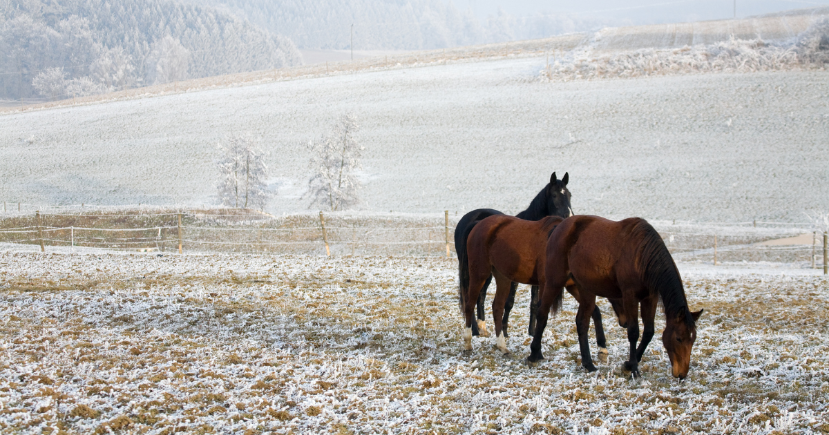 Horse Cleats: Winter Traction, Performance & Hoof Health