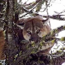 🚨 17 Busted in Idaho Poaching Ring + Major OTC Tag Change Alert