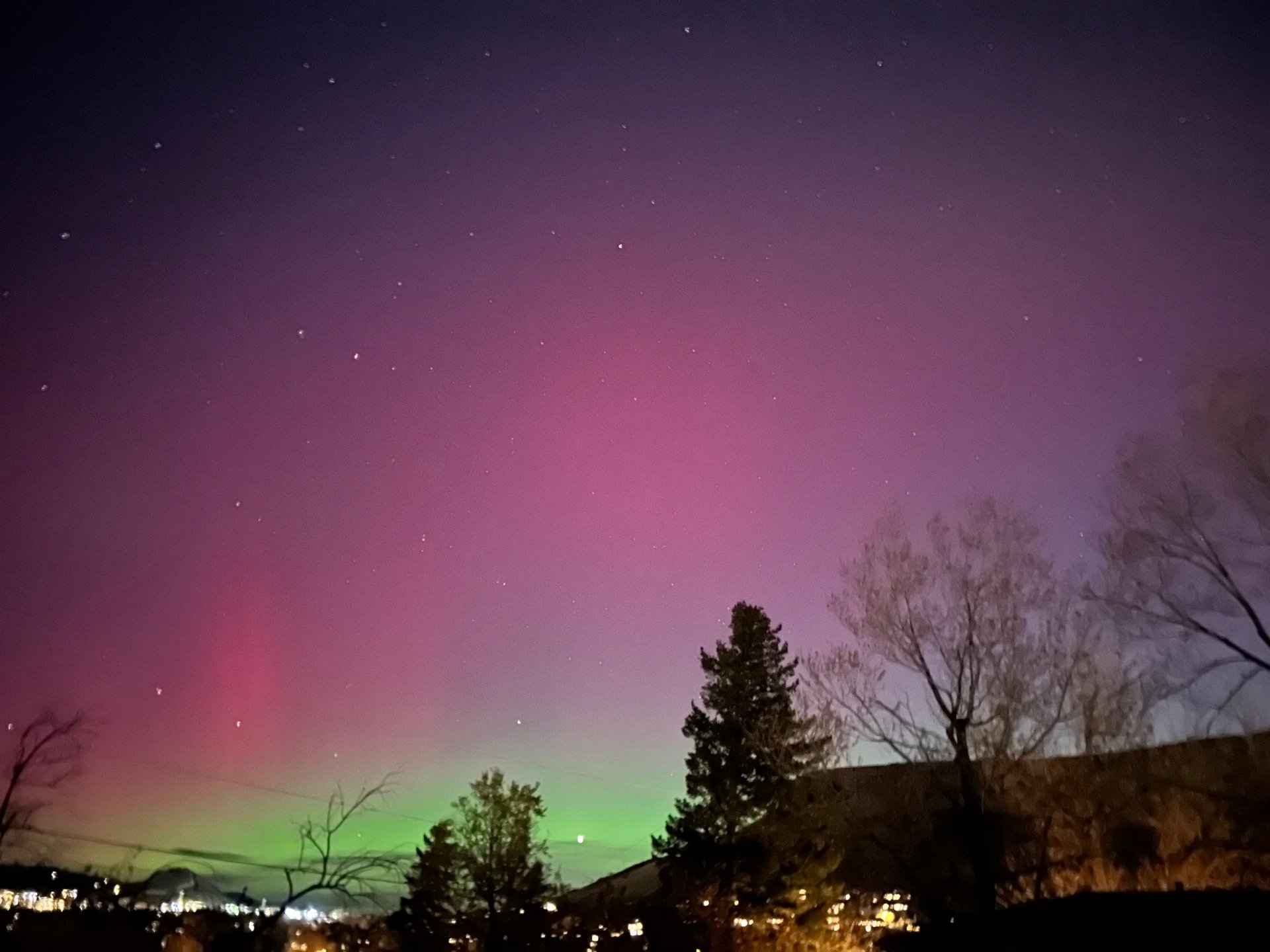 🪿 A Goose’s Guide to Getting Festive