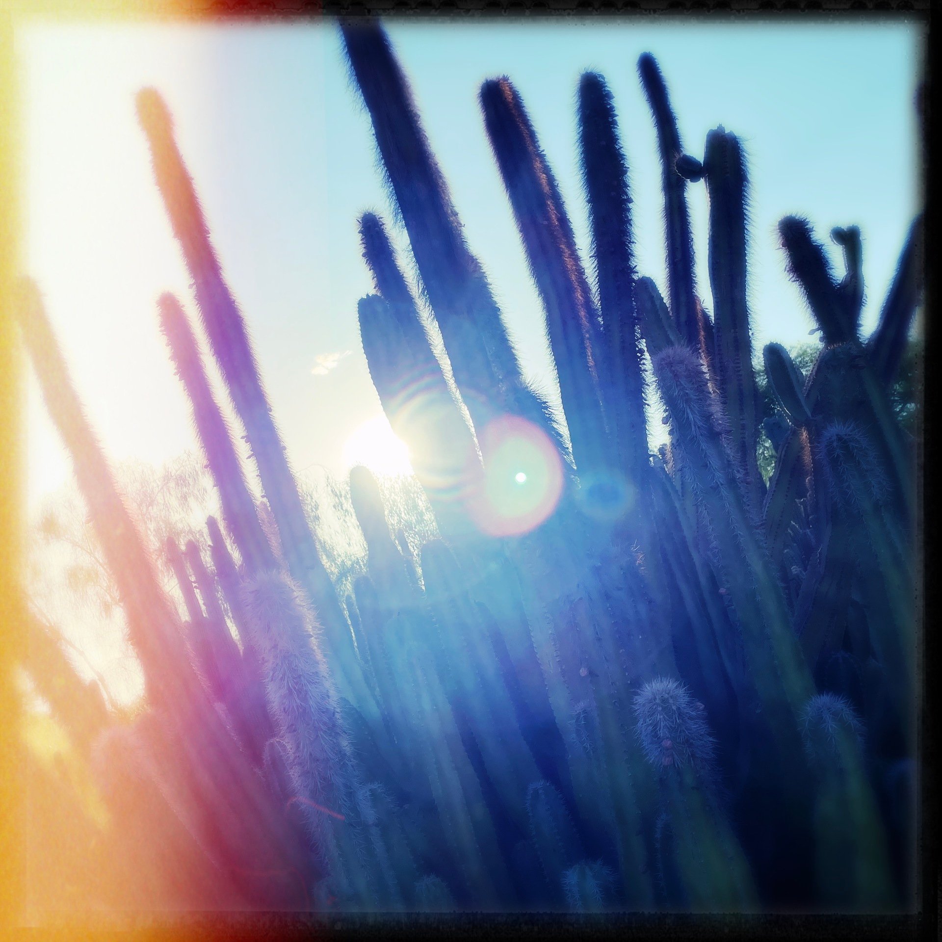 Take A Tour of Cacti in the Arizona Desert