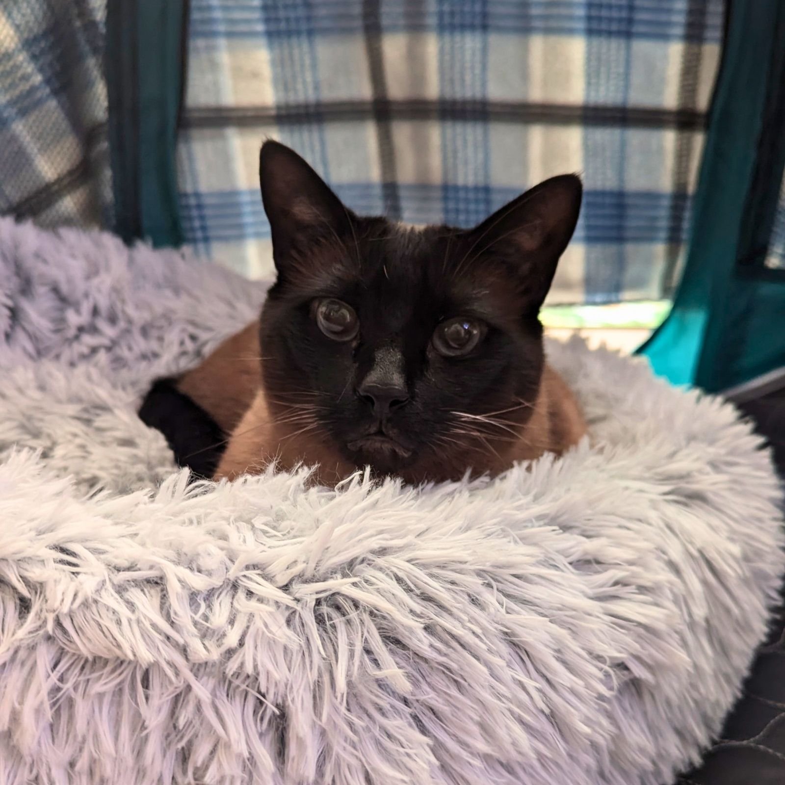 PAWSITIVE REVIEW: The Fluffy Donut Bed