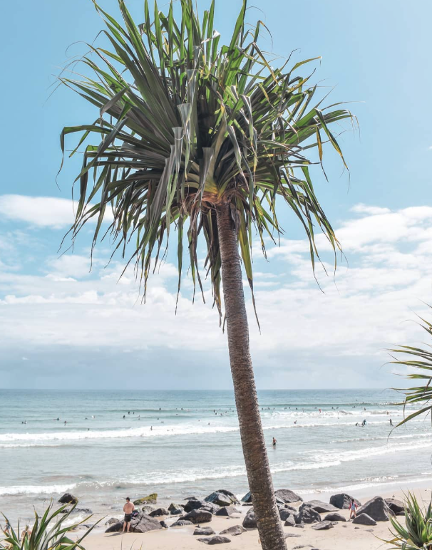 Palm tree 
