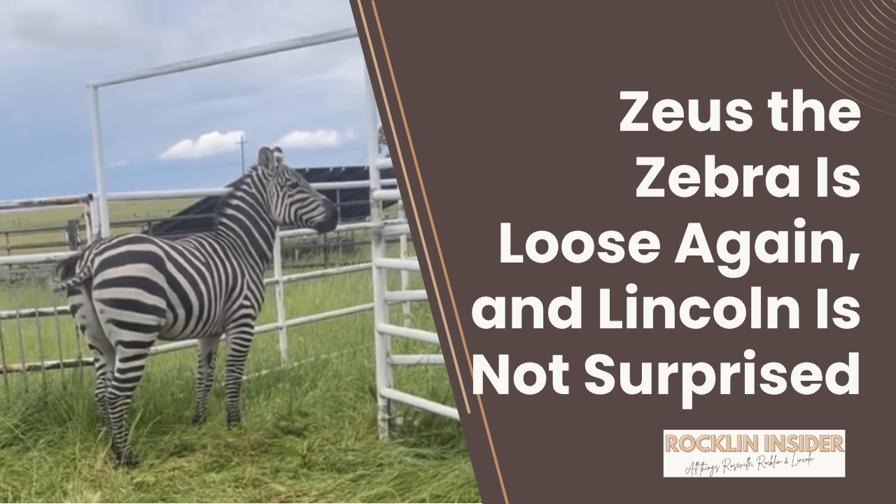 Zeus the Zebra is on the loose (again)