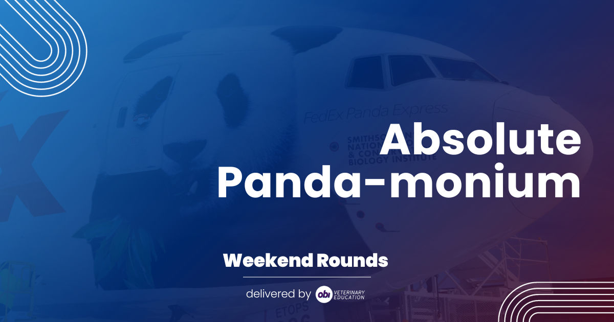 🐼 Absolute Panda-monium