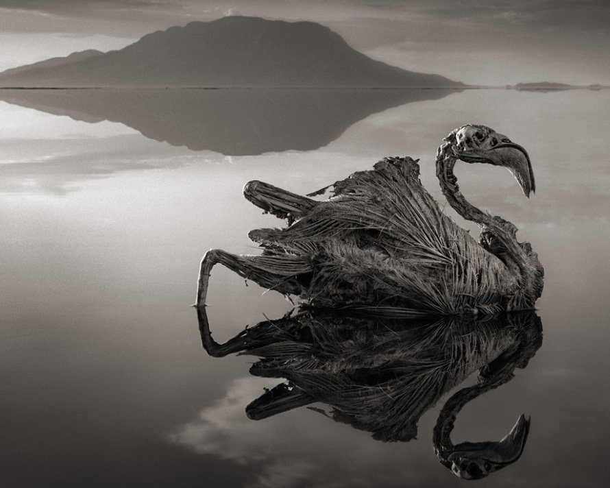 Lake Natron’s Deadly Catch