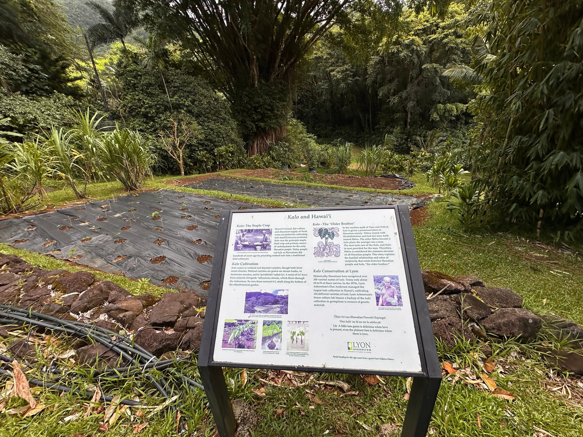 Guided Lyon Arboretum tours, Hoʻomaluhia Botanical Garden weekly closures, Honolulu Orchid show