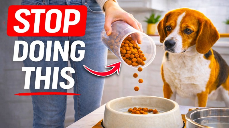 5 Foods You Should NEVER Give Your Dog and The Best Gut-Healing Alternatives