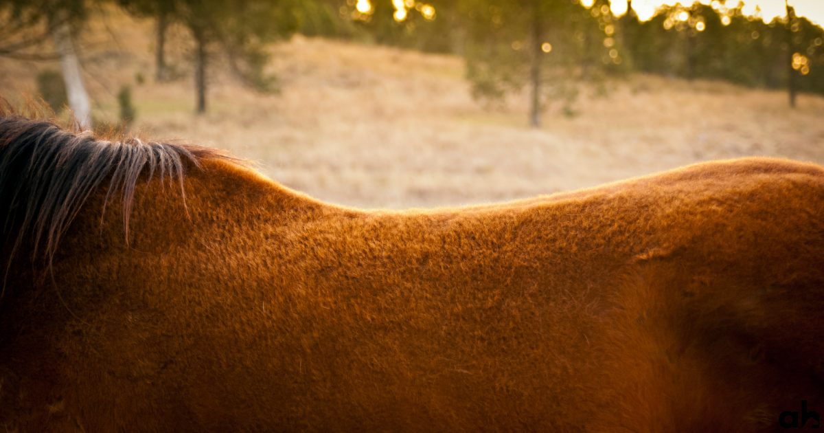 Kissing Spine Disease in Horses: Comprehensive Guide to Symptoms and Treatment